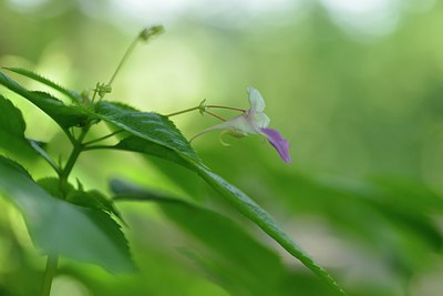 BUITEN BEELD Foto: 240668