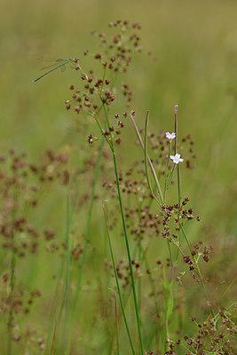 BUITEN BEELD Foto: 240703