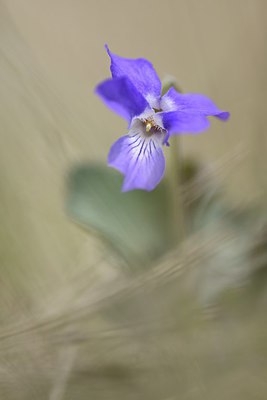BUITEN BEELD Foto: 240716
