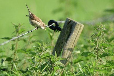 BUITEN BEELD Foto: 240735