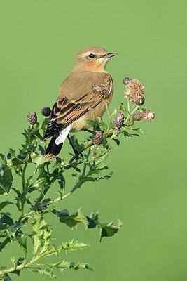 BUITEN BEELD Foto: 240738