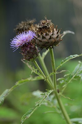 BUITEN BEELD Foto: 240746