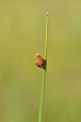 BUITEN BEELD Foto: 240752