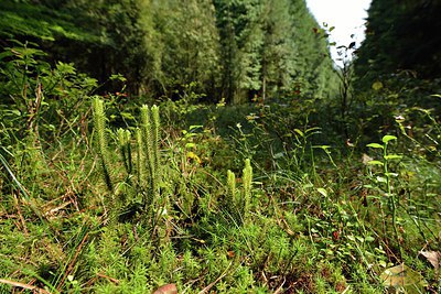 BUITEN BEELD Foto: 240771