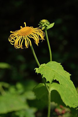 BUITEN BEELD Foto: 240776