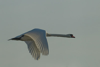 BUITEN BEELD Foto: 240782