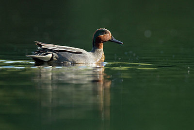 BUITEN BEELD Foto: 240783