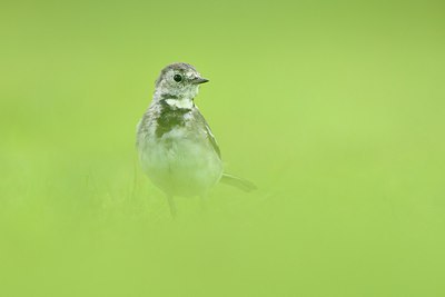 BUITEN BEELD Foto: 240810