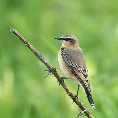 BUITEN BEELD Foto: 240811