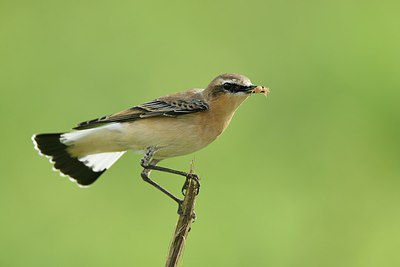 BUITEN BEELD Foto: 240814