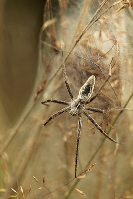 BUITEN BEELD Foto: 240834