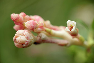 BUITEN BEELD Foto: 240861