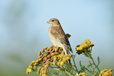 BUITEN BEELD Foto: 240868