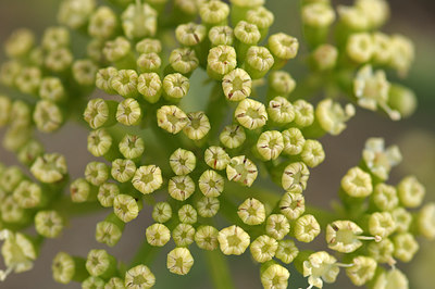BUITEN BEELD Foto: 240876