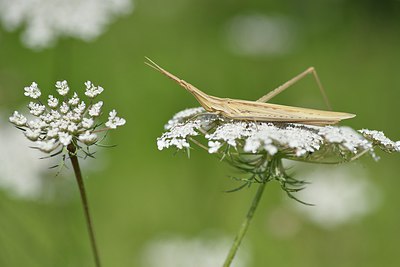 BUITEN BEELD Foto: 240920