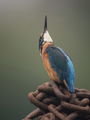 BUITEN BEELD Foto: 240934