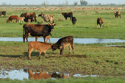 BUITEN BEELD Foto: 240968