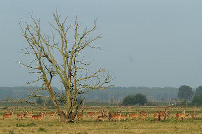 BUITEN BEELD Foto: 240969