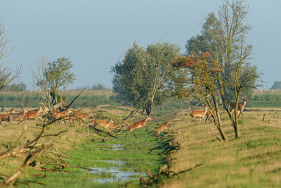 BUITEN BEELD Foto: 240971