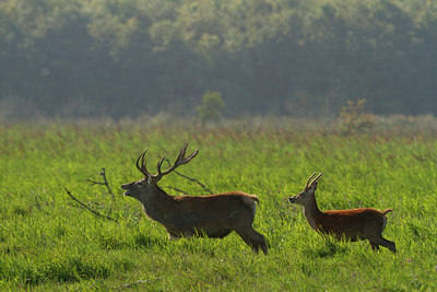 BUITEN BEELD Foto: 240973