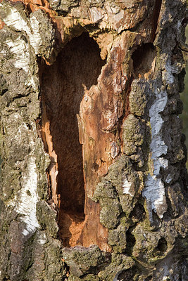 BUITEN BEELD Foto: 240995