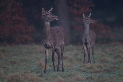 BUITEN BEELD Foto: 241002