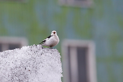 BUITEN BEELD Foto: 241004