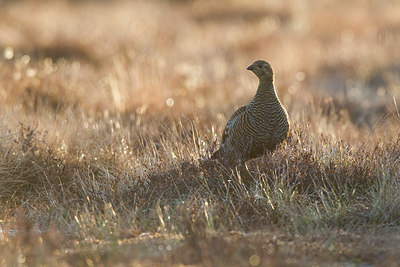 BUITEN BEELD Foto: 241016