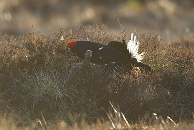 BUITEN BEELD Foto: 241025