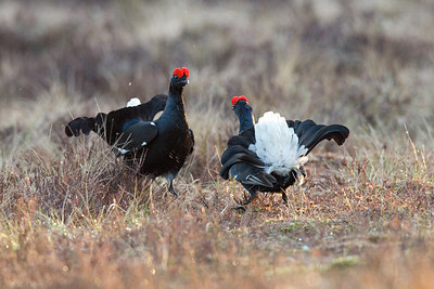 BUITEN BEELD Foto: 241040