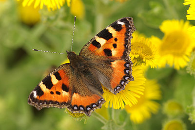 BUITEN BEELD Foto: 241045