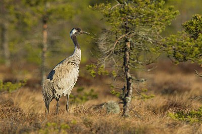BUITEN BEELD Foto: 241056