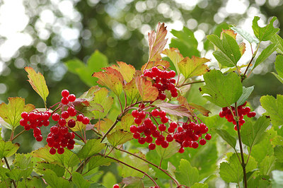 BUITEN BEELD Foto: 241071