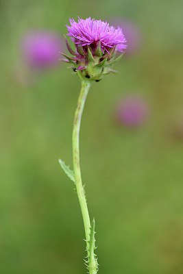 BUITEN BEELD Foto: 241136