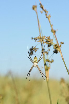 BUITEN BEELD Foto: 241144