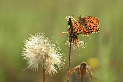 BUITEN BEELD Foto: 241148