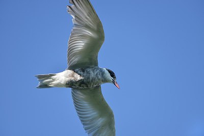 BUITEN BEELD Foto: 241159