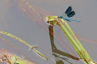 BUITEN BEELD Foto: 241178