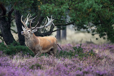 BUITEN BEELD Foto: 241179