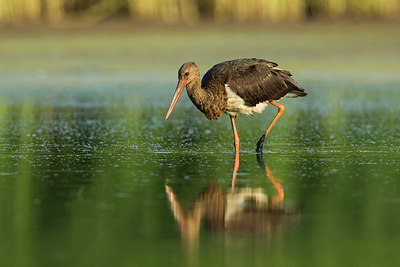 BUITEN BEELD Foto: 241181