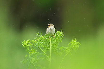 BUITEN BEELD Foto: 241190