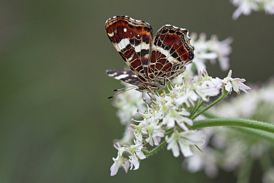 BUITEN BEELD Foto: 241265