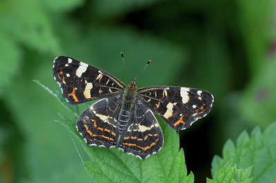 BUITEN BEELD Foto: 241266