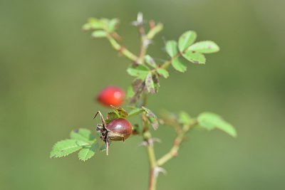 BUITEN BEELD Foto: 241301