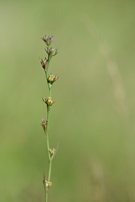 BUITEN BEELD Foto: 241304