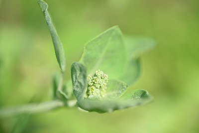 BUITEN BEELD Foto: 241324