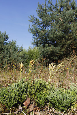 BUITEN BEELD Foto: 241364