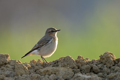 BUITEN BEELD Foto: 241365