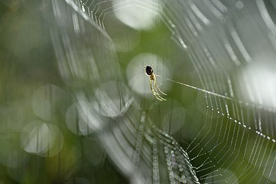 BUITEN BEELD Foto: 241366