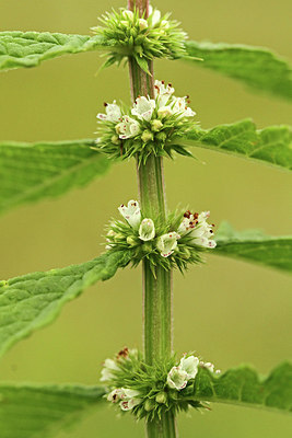 BUITEN BEELD Foto: 241372